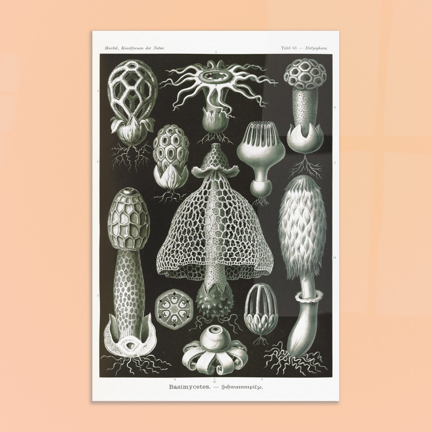 Planche d'hyménomycètes (Dictyophora) - Ernst Haeckel. Gravure en noir et blanc d'Ernst Haeckel montrant une variété de champignons, dont le Dictyophora, avec des détails sur leurs formes et structures. Image d'illustration 8