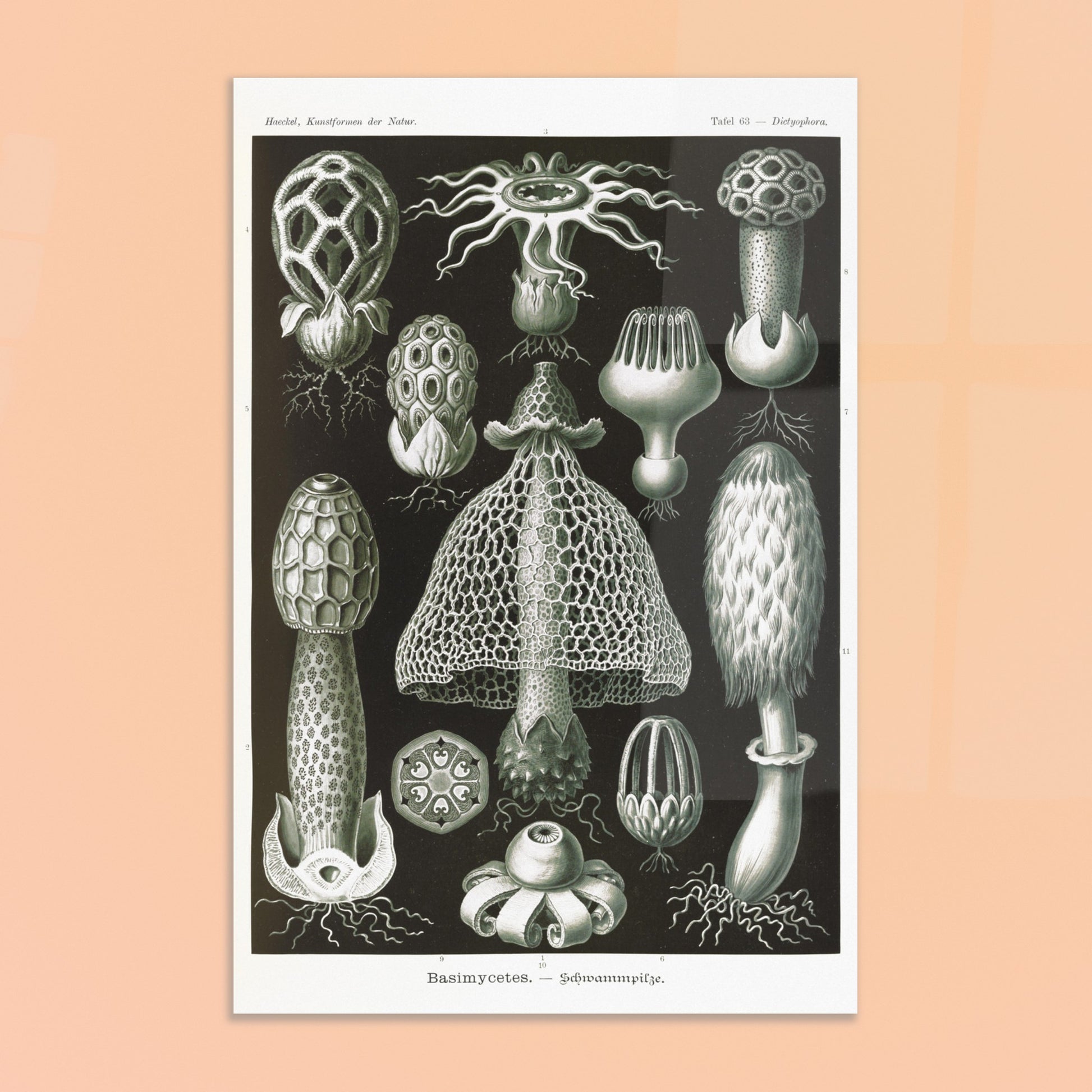 Planche d'hyménomycètes (Dictyophora) - Ernst Haeckel. Gravure en noir et blanc d'Ernst Haeckel montrant une variété de champignons, dont le Dictyophora, avec des détails sur leurs formes et structures. Image d'illustration 8