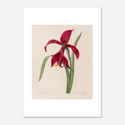 Illustration de l'Amaryllis Formosissima par Pierre-Joseph Redouté (29,7x42 cm (A3)). Illustration naturaliste d'une fleur d'Amaryllis Formosissima par Pierre-Joseph Redouté, avec ses feuilles vertes.