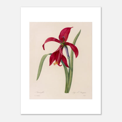 Illustration de l'Amaryllis Formosissima par Pierre-Joseph Redouté (30x40 cm). Illustration naturaliste d'une fleur d'Amaryllis Formosissima par Pierre-Joseph Redouté, avec ses feuilles vertes.