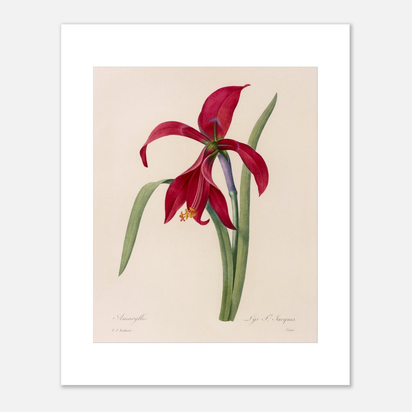 Illustration de l'Amaryllis Formosissima par Pierre-Joseph Redouté (40x50 cm). Illustration naturaliste d'une fleur d'Amaryllis Formosissima par Pierre-Joseph Redouté, avec ses feuilles vertes.