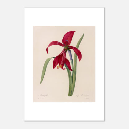 Illustration de l'Amaryllis Formosissima par Pierre-Joseph Redouté (42x59,4 cm (A2)). Illustration naturaliste d'une fleur d'Amaryllis Formosissima par Pierre-Joseph Redouté, avec ses feuilles vertes.