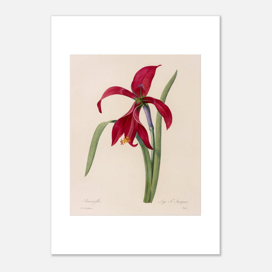 Illustration de l'Amaryllis Formosissima par Pierre-Joseph Redouté (42x59,4 cm (A2)). Illustration naturaliste d'une fleur d'Amaryllis Formosissima par Pierre-Joseph Redouté, avec ses feuilles vertes.