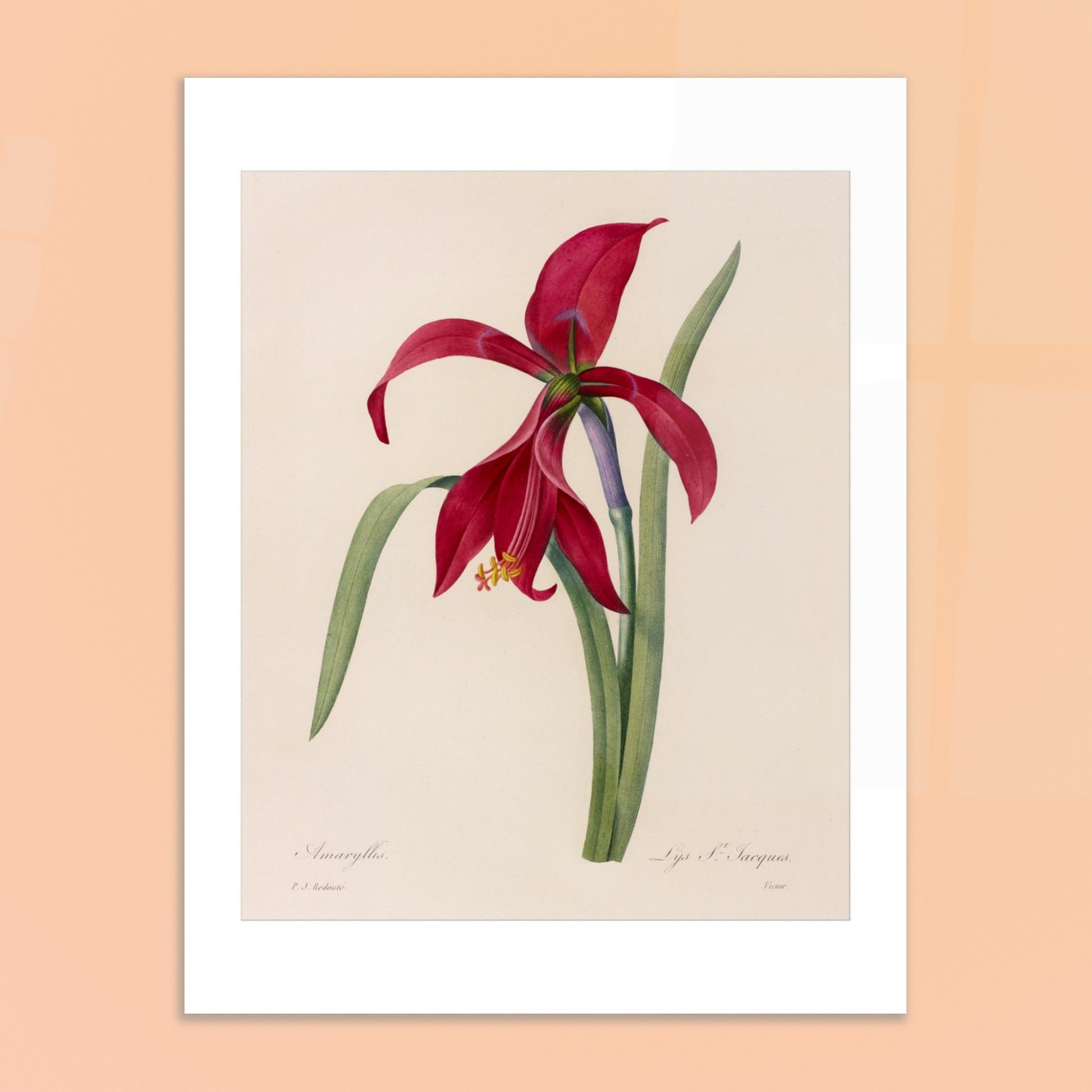 Illustration de l'Amaryllis Formosissima par Pierre-Joseph Redouté. Illustration naturaliste d'une fleur d'Amaryllis Formosissima par Pierre-Joseph Redouté, avec ses feuilles vertes. Image d'illustration 6