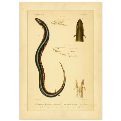 Reproduktion von zweizehender und dreizehender Amphiuma: Herpetologie (21x29,7 cm (A4)). Herpetologische Tafel mit der Darstellung eines zweizehigen Amphiuma (1) mit Kopf im Profil (1a) und Kloake (1b) sowie einem dreizehigen Amphiuma-Kopf von oben (2) und im Profil (2a).