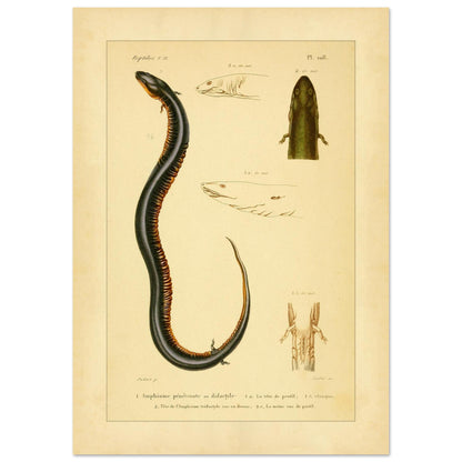 Reproduktion von zweizehender und dreizehender Amphiuma: Herpetologie (29,7x42 cm (A3)). Herpetologische Tafel mit der Darstellung eines zweizehigen Amphiuma (1) mit Kopf im Profil (1a) und Kloake (1b) sowie einem dreizehigen Amphiuma-Kopf von oben (2) und im Profil (2a).