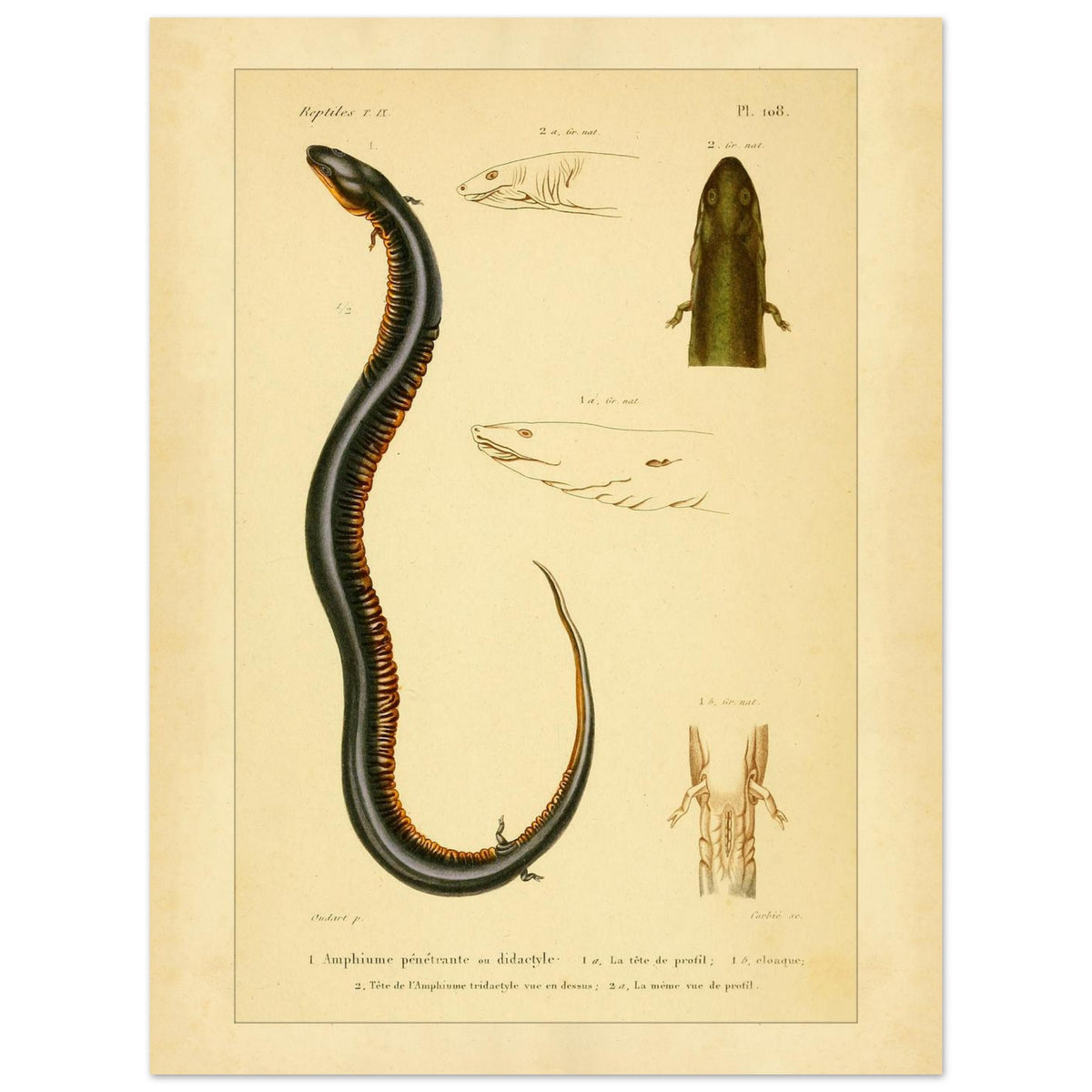 Reproduktion von zweizehender und dreizehender Amphiuma: Herpetologie (30x40 cm). Herpetologische Tafel mit der Darstellung eines zweizehigen Amphiuma (1) mit Kopf im Profil (1a) und Kloake (1b) sowie einem dreizehigen Amphiuma-Kopf von oben (2) und im Profil (2a).
