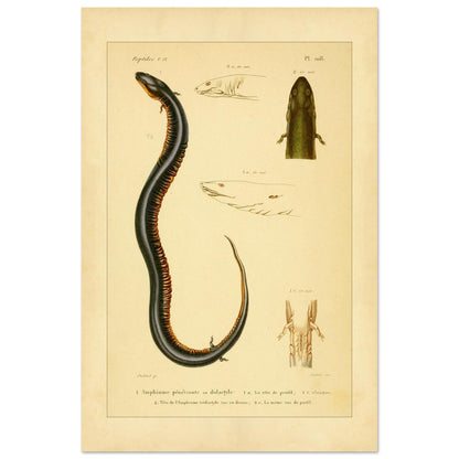 Reproduktion von zweizehender und dreizehender Amphiuma: Herpetologie (40x60 cm). Herpetologische Tafel mit der Darstellung eines zweizehigen Amphiuma (1) mit Kopf im Profil (1a) und Kloake (1b) sowie einem dreizehigen Amphiuma-Kopf von oben (2) und im Profil (2a).