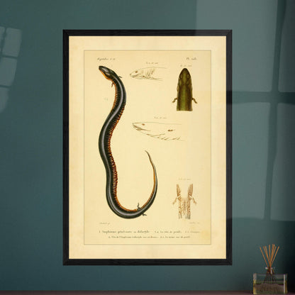 Reproduktion von zweizehender und dreizehender Amphiuma: Herpetologie. Herpetologische Tafel mit der Darstellung eines zweizehigen Amphiuma (1) mit Kopf im Profil (1a) und Kloake (1b) sowie einem dreizehigen Amphiuma-Kopf von oben (2) und im Profil (2a).