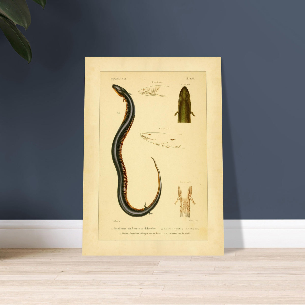 Reproduktion von zweizehender und dreizehender Amphiuma: Herpetologie. Herpetologische Tafel mit der Darstellung eines zweizehigen Amphiuma (1) mit Kopf im Profil (1a) und Kloake (1b) sowie einem dreizehigen Amphiuma-Kopf von oben (2) und im Profil (2a).