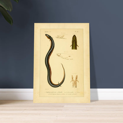 Reproduktion von zweizehender und dreizehender Amphiuma: Herpetologie. Herpetologische Tafel mit der Darstellung eines zweizehigen Amphiuma (1) mit Kopf im Profil (1a) und Kloake (1b) sowie einem dreizehigen Amphiuma-Kopf von oben (2) und im Profil (2a).