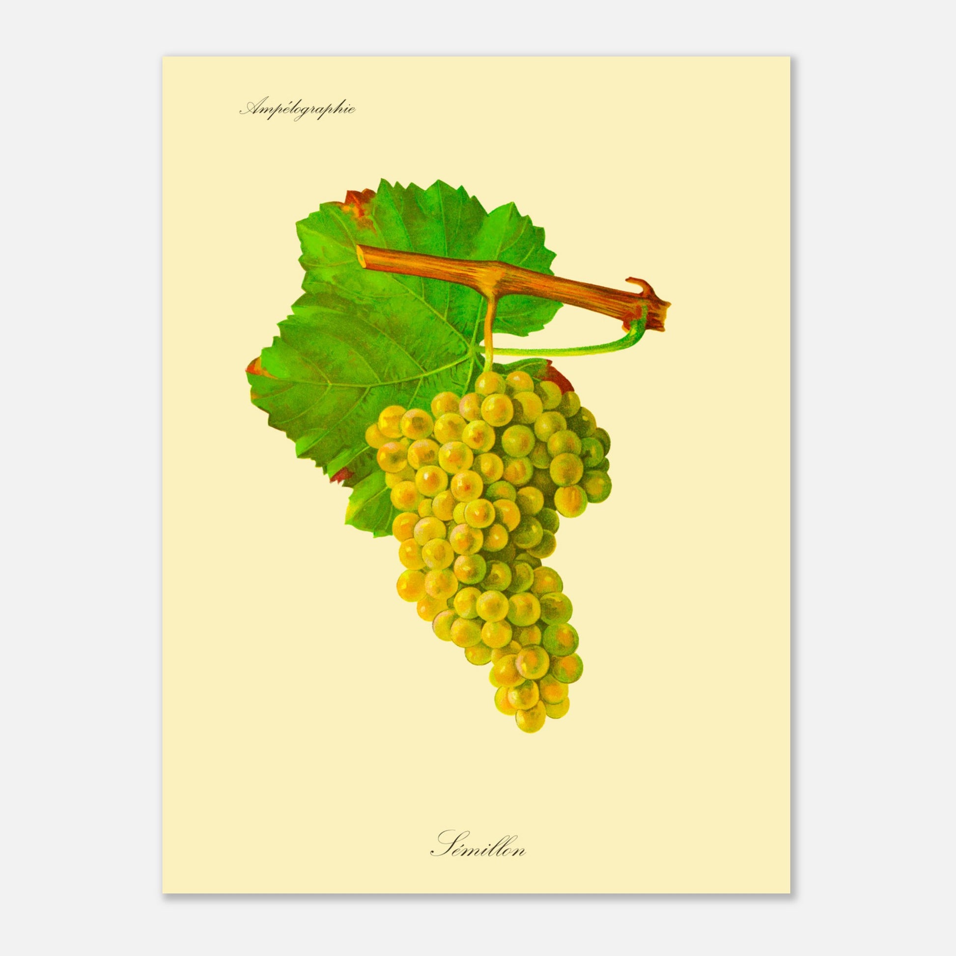 Planche ancienne du cépage Merlot - Ampélographie Viala & Vermorel. Illustration botanique d'une grappe de raisin Merlot de couleur violet foncé, accompagnée de deux feuilles vertes et d'une tige orangée, sur un fond jaune pâle. Image d'illustration 4