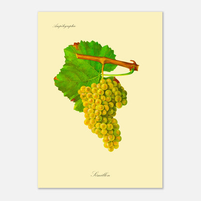 Planche ancienne du cépage Merlot - Ampélographie Viala & Vermorel (42x59,4 cm (A2)). Illustration botanique d'une grappe de raisin Merlot de couleur violet foncé, accompagnée de deux feuilles vertes et d'une tige orangée, sur un fond jaune pâle.