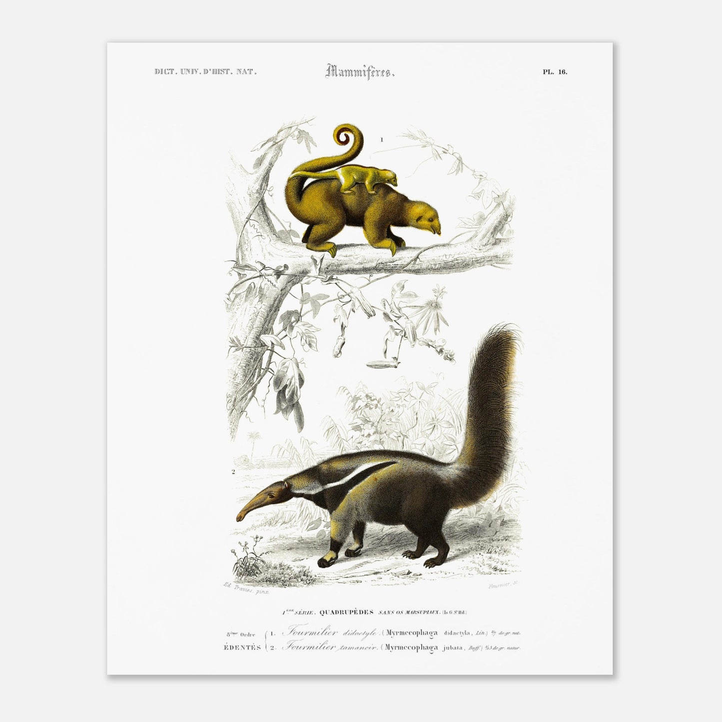 Illustration ancienne de fourmilier didactyle - Charles d'Orbigny (40x50 cm). Planche gravée du XIXe siècle montrant deux animaux: en haut un fourmilier didactyle avec un petit sur le dos, et en bas un fourmilier arsouille.