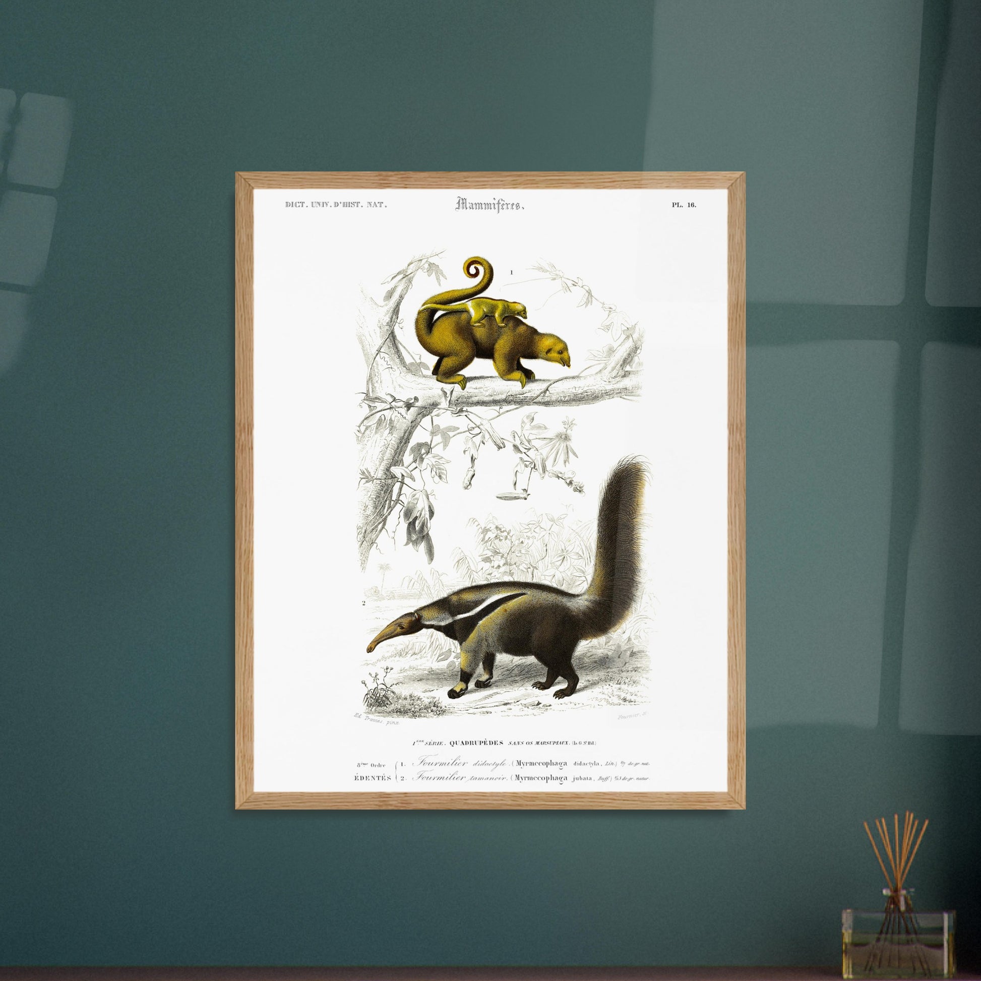 Illustration ancienne de fourmilier didactyle - Charles d'Orbigny. Planche gravée du XIXe siècle montrant deux animaux: en haut un fourmilier didactyle avec un petit sur le dos, et en bas un fourmilier arsouille. Image d'illustration 5