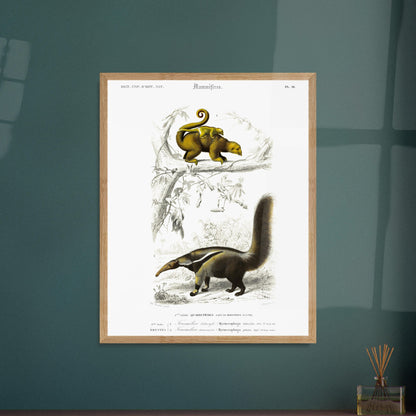 Illustration ancienne de fourmilier didactyle - Charles d'Orbigny. Planche gravée du XIXe siècle montrant deux animaux: en haut un fourmilier didactyle avec un petit sur le dos, et en bas un fourmilier arsouille. Image d'illustration 5