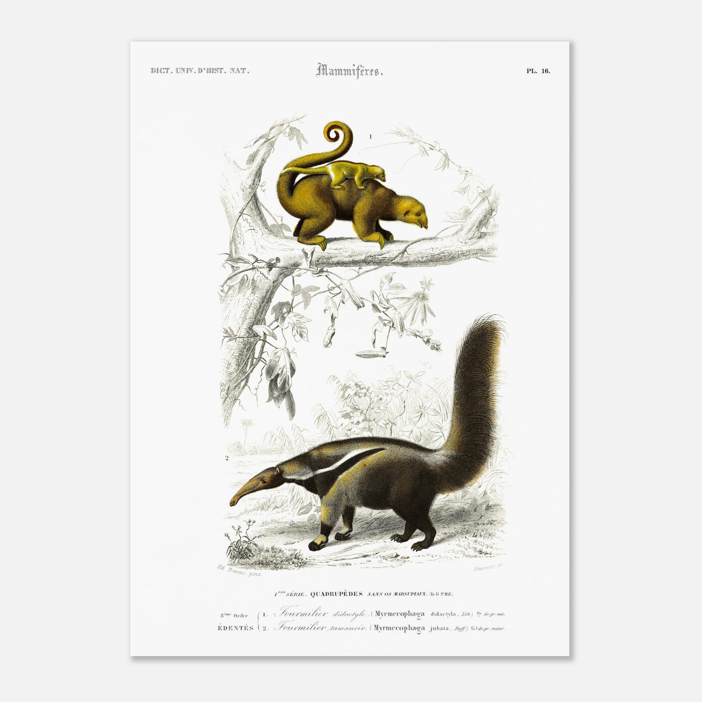 Illustration ancienne de fourmilier didactyle - Charles d'Orbigny (50x70 cm). Planche gravée du XIXe siècle montrant deux animaux: en haut un fourmilier didactyle avec un petit sur le dos, et en bas un fourmilier arsouille.