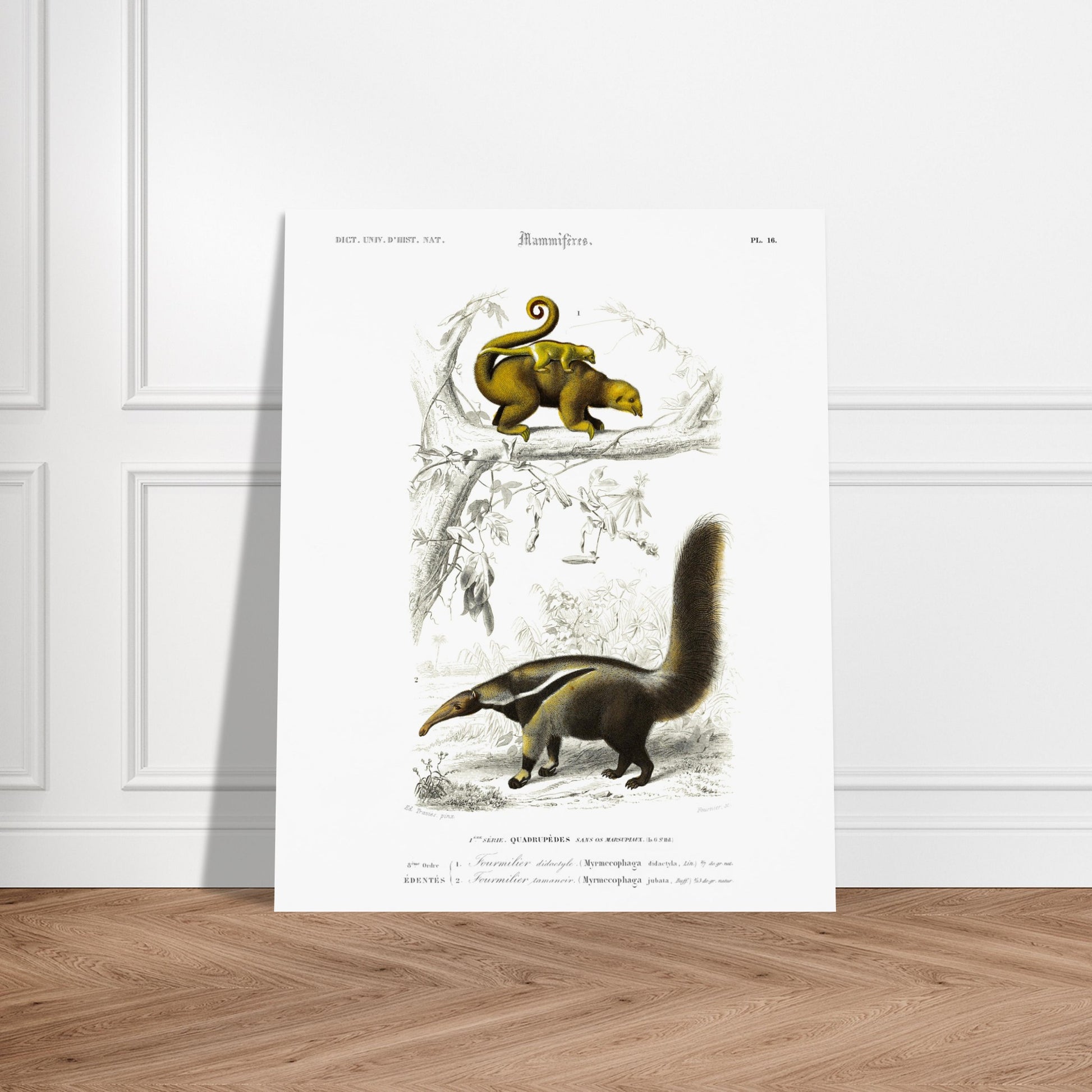 Illustration ancienne de fourmilier didactyle - Charles d'Orbigny. Planche gravée du XIXe siècle montrant deux animaux: en haut un fourmilier didactyle avec un petit sur le dos, et en bas un fourmilier arsouille. Image d'illustration 6