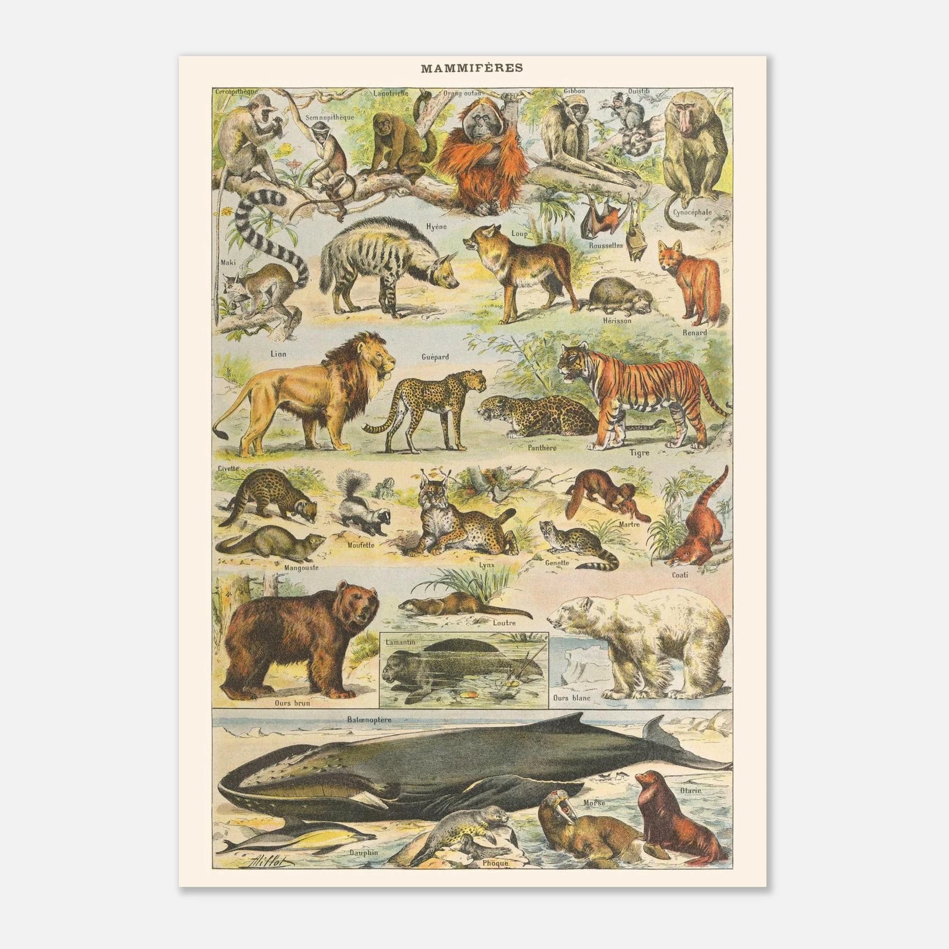 Planche Mammifères Sauvages - Illustration ancienne Larousse 1910 (21x29,7 cm (A4)). Planche de l'Encyclopédie Larousse de 1910 titrée "Mammifères", illustrant une collection de mammifères sauvages tels que des singes, lions, tigres, ours et cétacés, avec leurs noms.