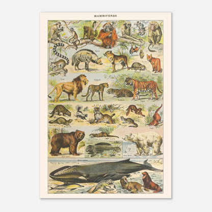 Planche Mammifères Sauvages - Illustration ancienne Larousse 1910 (29,7x42 cm (A3)). Planche de l'Encyclopédie Larousse de 1910 titrée "Mammifères", illustrant une collection de mammifères sauvages tels que des singes, lions, tigres, ours et cétacés, avec leurs noms.