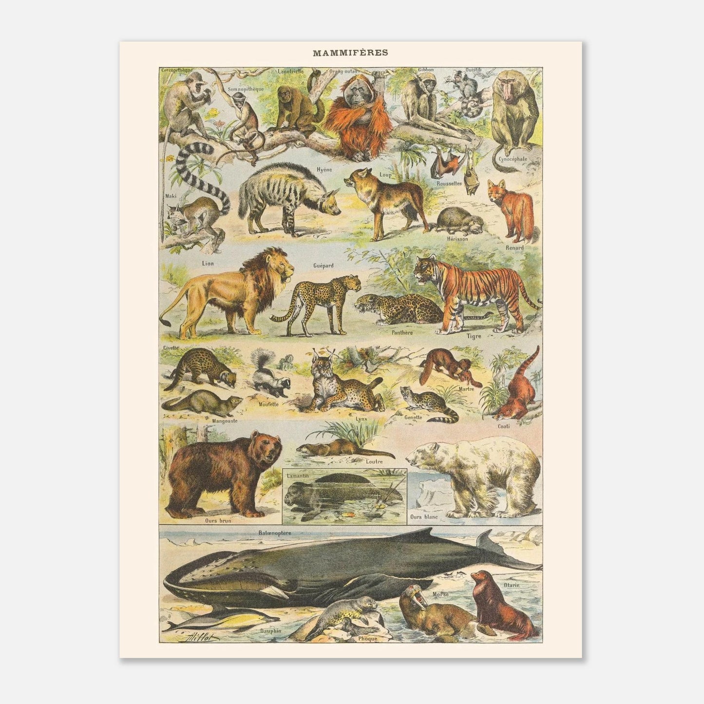 Planche Mammifères Sauvages - Illustration ancienne Larousse 1910 (30x40 cm). Planche de l'Encyclopédie Larousse de 1910 titrée "Mammifères", illustrant une collection de mammifères sauvages tels que des singes, lions, tigres, ours et cétacés, avec leurs noms.
