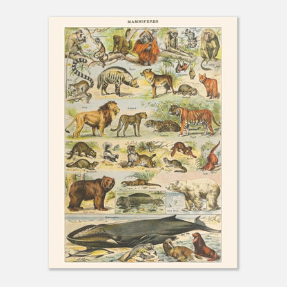 Planche Mammifères Sauvages - Illustration ancienne Larousse 1910 (30x40 cm). Planche de l'Encyclopédie Larousse de 1910 titrée "Mammifères", illustrant une collection de mammifères sauvages tels que des singes, lions, tigres, ours et cétacés, avec leurs noms.