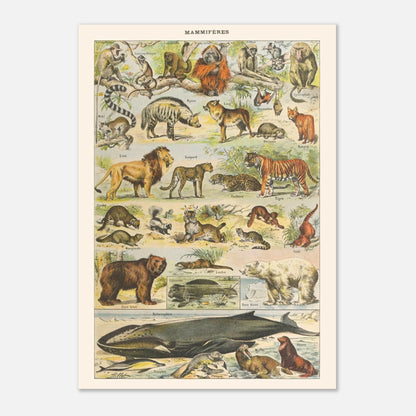 Planche Mammifères Sauvages - Illustration ancienne Larousse 1910 (42x59,4 cm (A2)). Planche de l'Encyclopédie Larousse de 1910 titrée "Mammifères", illustrant une collection de mammifères sauvages tels que des singes, lions, tigres, ours et cétacés, avec leurs noms.