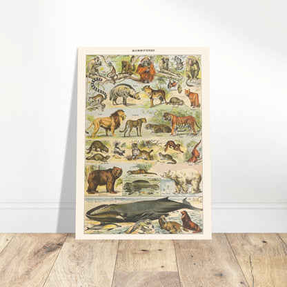 Planche Mammifères Sauvages - Illustration ancienne Larousse 1910. Planche de l'Encyclopédie Larousse de 1910 titrée "Mammifères", illustrant une collection de mammifères sauvages tels que des singes, lions, tigres, ours et cétacés, avec leurs noms. Image d'illustration 5