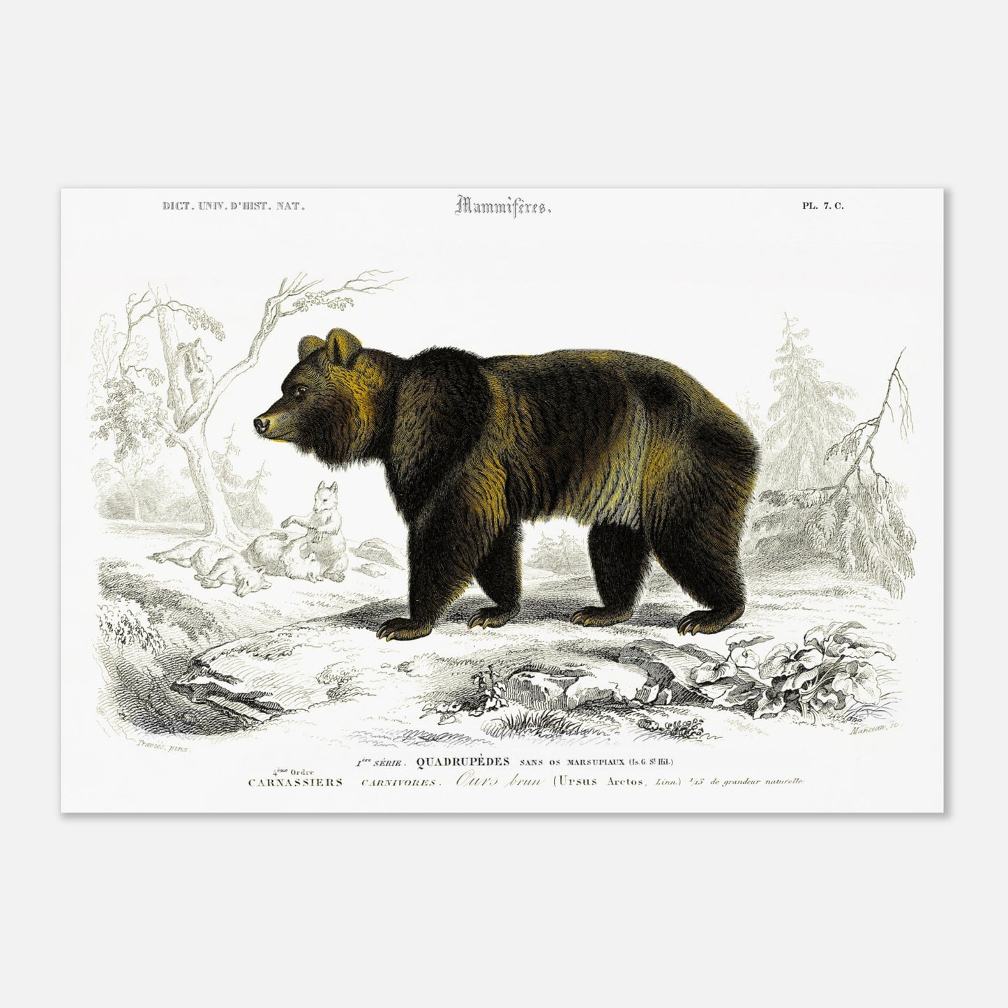 Planche naturaliste ancienne : Ours brun par Charles d'Orbigny (42x59,4 cm (A2)). Illustration naturaliste d'un ours brun imposant dans un paysage boisé avec des renards en arrière-plan.