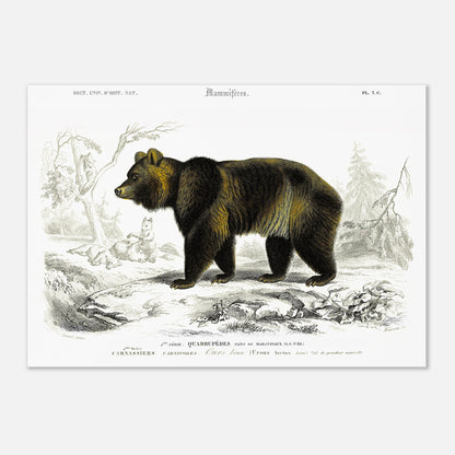 Planche naturaliste ancienne : Ours brun par Charles d'Orbigny (42x59,4 cm (A2)). Illustration naturaliste d'un ours brun imposant dans un paysage boisé avec des renards en arrière-plan.