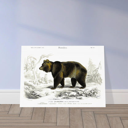 Planche naturaliste ancienne : Ours brun par Charles d'Orbigny. Illustration naturaliste d'un ours brun imposant dans un paysage boisé avec des renards en arrière-plan. Image d'illustration 5