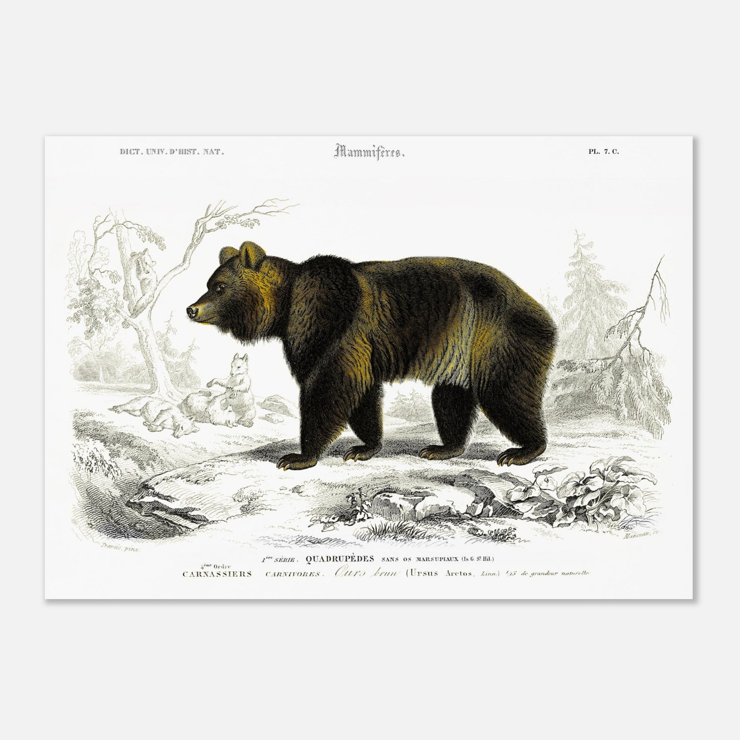 Planche naturaliste ancienne : Ours brun par Charles d'Orbigny (50x70 cm). Illustration naturaliste d'un ours brun imposant dans un paysage boisé avec des renards en arrière-plan.