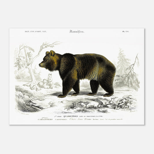 Planche naturaliste ancienne : Ours brun par Charles d'Orbigny (50x70 cm). Illustration naturaliste d'un ours brun imposant dans un paysage boisé avec des renards en arrière-plan.