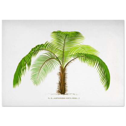 Illustration botanique de l'Acantophoenix Crinita (1878) (29,7x42 cm (A3)). Illustration botanique de l'Acantophoenix Crinita, un palmier épineux au tronc couvert de spicules, aux feuilles vertes et arquées.