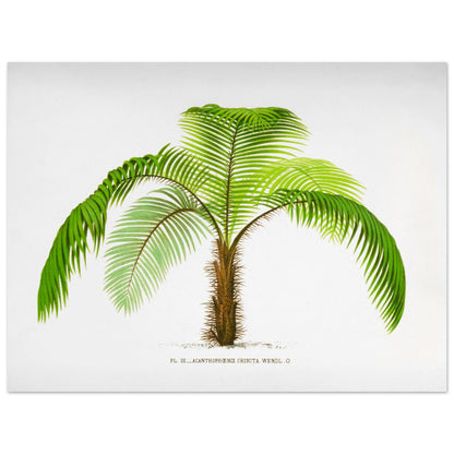 Illustration botanique de l'Acantophoenix Crinita (1878) (30x40 cm). Illustration botanique de l'Acantophoenix Crinita, un palmier épineux au tronc couvert de spicules, aux feuilles vertes et arquées.