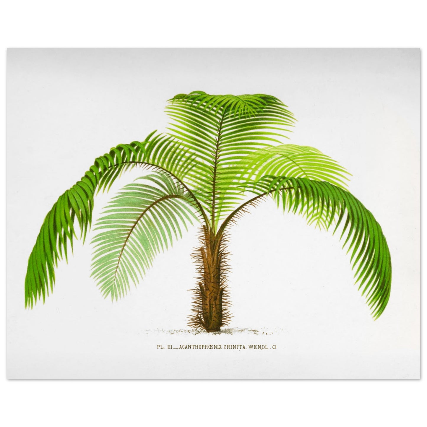 Illustration botanique de l'Acantophoenix Crinita (1878) (40x50 cm). Illustration botanique de l'Acantophoenix Crinita, un palmier épineux au tronc couvert de spicules, aux feuilles vertes et arquées.