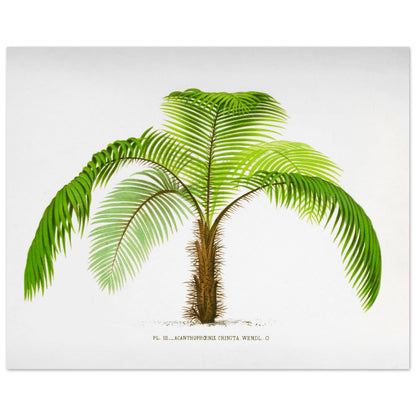 Illustration botanique de l'Acantophoenix Crinita (1878) (40x50 cm). Illustration botanique de l'Acantophoenix Crinita, un palmier épineux au tronc couvert de spicules, aux feuilles vertes et arquées.