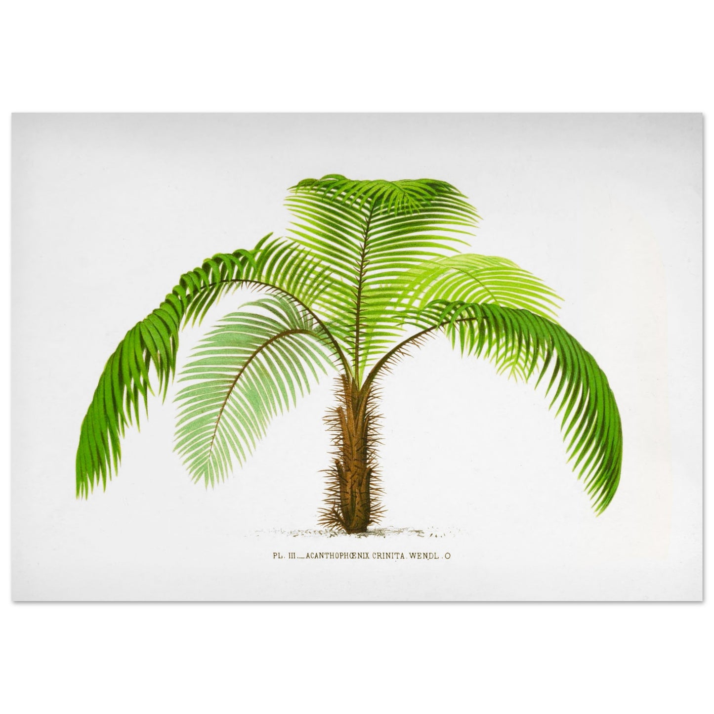 Illustration botanique de l'Acantophoenix Crinita (1878) (42x59,4 cm (A2)). Illustration botanique de l'Acantophoenix Crinita, un palmier épineux au tronc couvert de spicules, aux feuilles vertes et arquées.