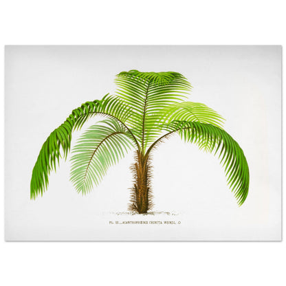 Illustration botanique de l'Acantophoenix Crinita (1878) (42x59,4 cm (A2)). Illustration botanique de l'Acantophoenix Crinita, un palmier épineux au tronc couvert de spicules, aux feuilles vertes et arquées.