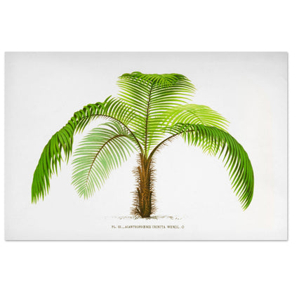 Illustration botanique de l'Acantophoenix Crinita (1878) (60x90 cm). Illustration botanique de l'Acantophoenix Crinita, un palmier épineux au tronc couvert de spicules, aux feuilles vertes et arquées.