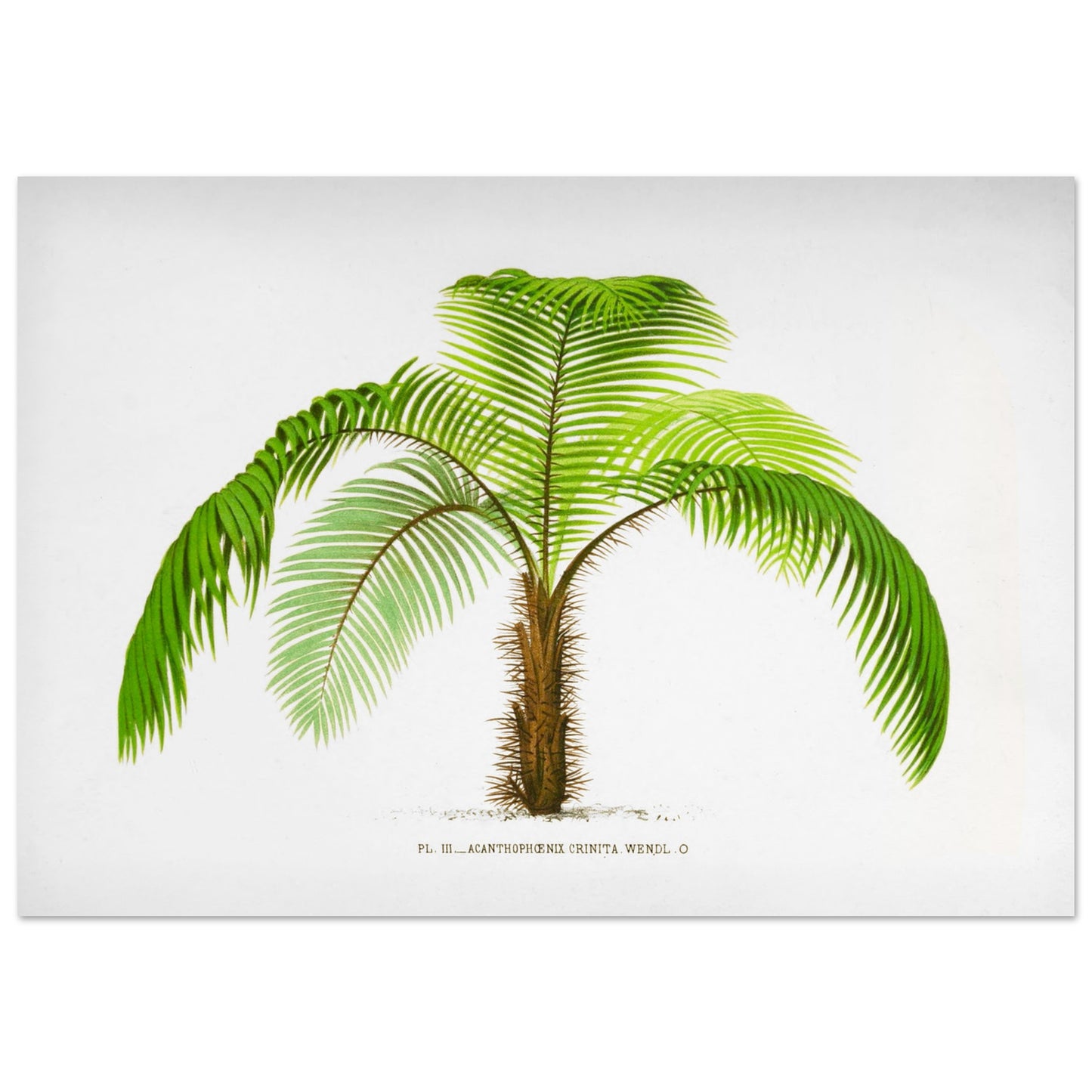 Illustration botanique de l'Acantophoenix Crinita (1878) (70x100 cm). Illustration botanique de l'Acantophoenix Crinita, un palmier épineux au tronc couvert de spicules, aux feuilles vertes et arquées.