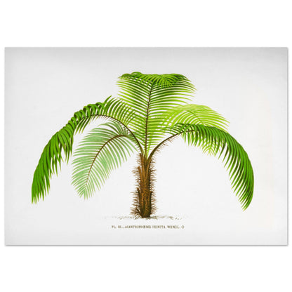 Illustration botanique de l'Acantophoenix Crinita (1878) (70x100 cm). Illustration botanique de l'Acantophoenix Crinita, un palmier épineux au tronc couvert de spicules, aux feuilles vertes et arquées.