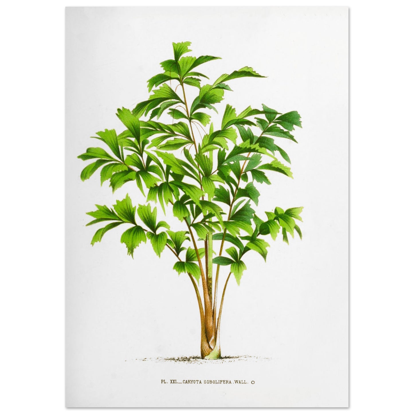 Planche botanique ancienne du palmier Caryota Sobolifera (29,7x42 cm (A3)). Illustration botanique du Caryota Sobolifera, un palmier aux feuilles vertes en éventail, composées de folioles triangulaires dentelées.