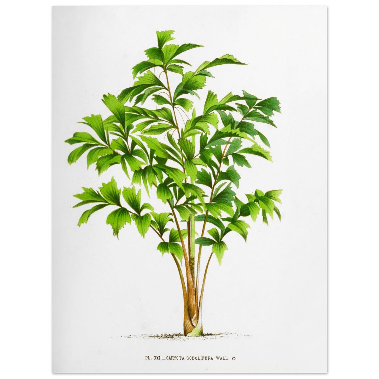 Planche botanique ancienne du palmier Caryota Sobolifera (30x40 cm). Illustration botanique du Caryota Sobolifera, un palmier aux feuilles vertes en éventail, composées de folioles triangulaires dentelées.