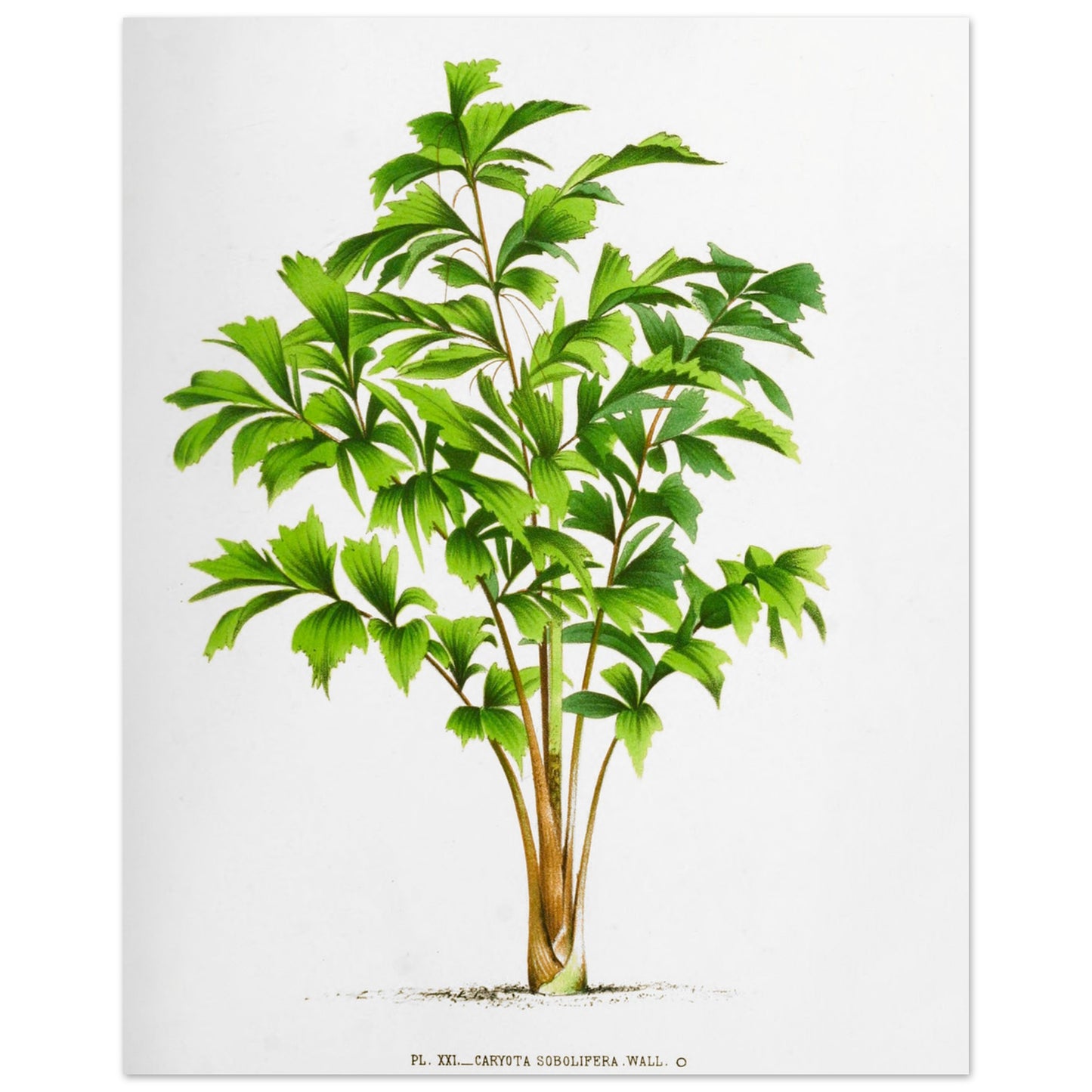 Planche botanique ancienne du palmier Caryota Sobolifera (40x50 cm). Illustration botanique du Caryota Sobolifera, un palmier aux feuilles vertes en éventail, composées de folioles triangulaires dentelées.