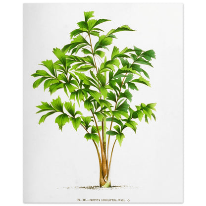 Planche botanique ancienne du palmier Caryota Sobolifera (40x50 cm). Illustration botanique du Caryota Sobolifera, un palmier aux feuilles vertes en éventail, composées de folioles triangulaires dentelées.