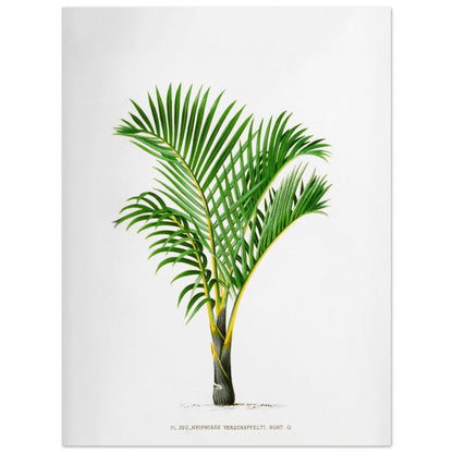 Hyophorbe Verschaffelti - Illustration ancienne de palmier des Mascareignes (30x40 cm). Illustration botanique ancienne d'un palmier Hyophorbe Verschaffelti aux feuilles vertes et au tronc strié de jaune et de noir.