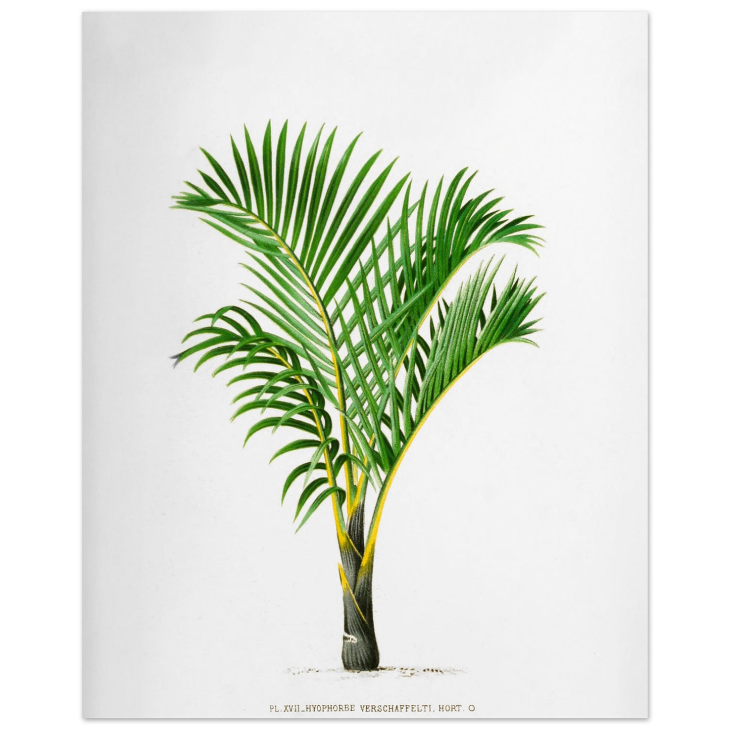 Hyophorbe Verschaffelti - Illustration ancienne de palmier des Mascareignes (40x50 cm). Illustration botanique ancienne d'un palmier Hyophorbe Verschaffelti aux feuilles vertes et au tronc strié de jaune et de noir.