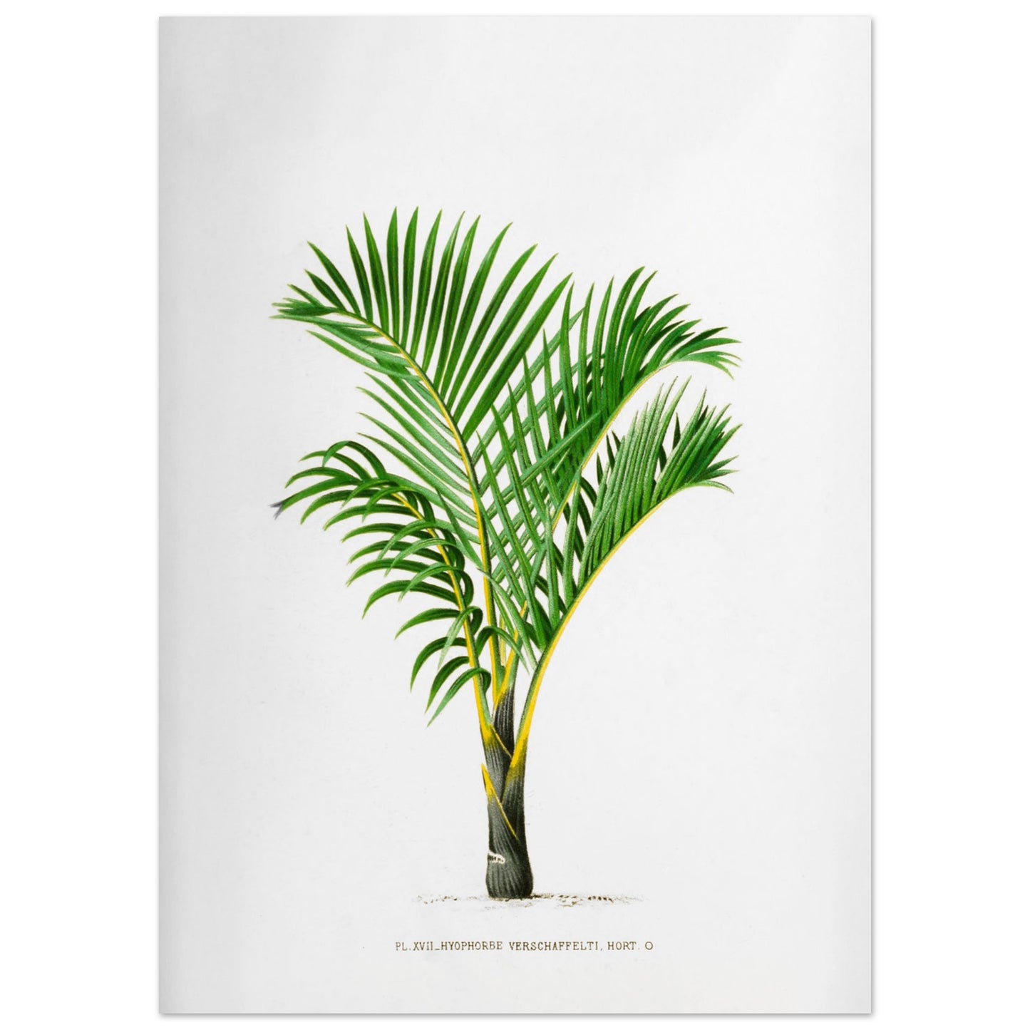 Hyophorbe Verschaffelti - Illustration ancienne de palmier des Mascareignes (50x70 cm). Illustration botanique ancienne d'un palmier Hyophorbe Verschaffelti aux feuilles vertes et au tronc strié de jaune et de noir.