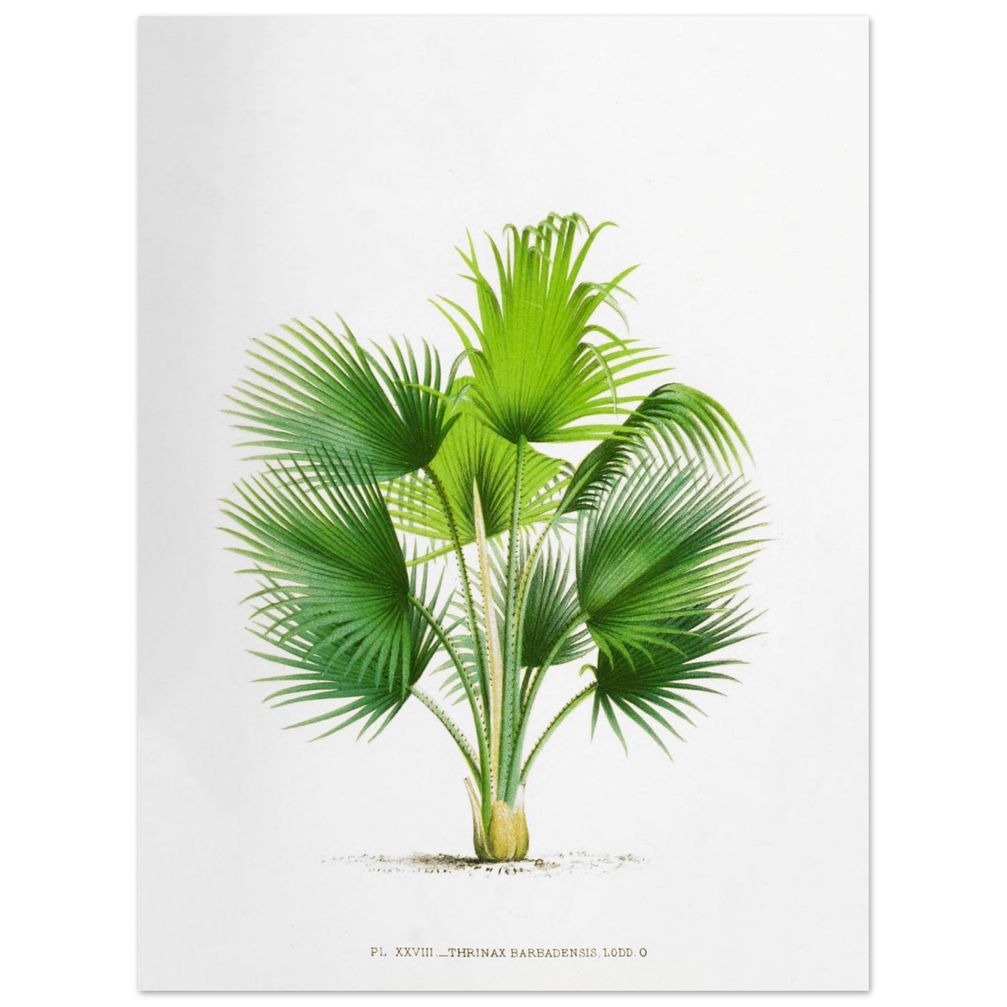 Planche botanique ancienne : Thrinax barbadensis des Antilles (30x40 cm). Illustration botanique ancienne du palmier Thrinax Barbadensis.